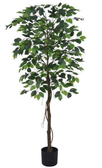 PLANTA FICUS BENJAMINA 8911 - 160 CM grass