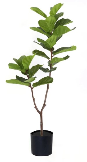 PLANTA HOJA DE VIOLIN 1093 - 155 CM grass