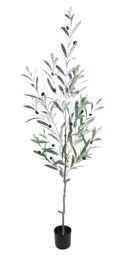 [OLIVO 1312] PLANTA OLIVO 1312 - 120 CM grass