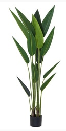 [STRELITZIA 40725] PLANTA STRELITZIA 40725 - 150 CM grass