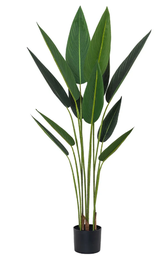 [STRELITZIA 40724] Planta STRELITZIA 40724 - 130 CM grass